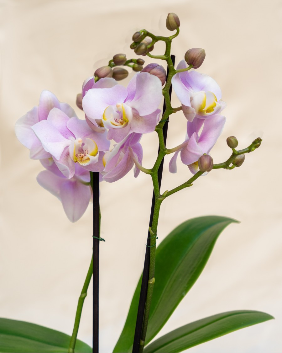 Mini Orchids in Handmade Ceramic Pot