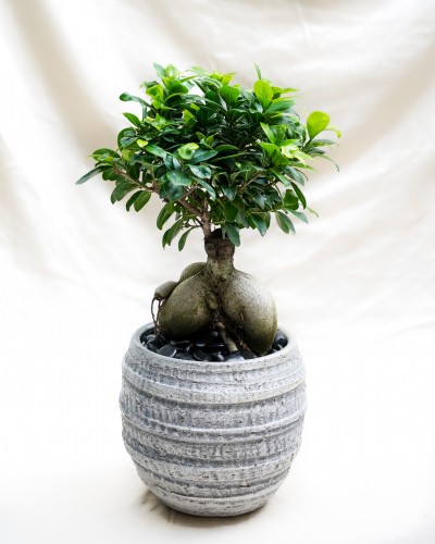 Bonsai in Handmade Ceramic Pot