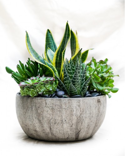 Variety of Succulents in Handmade Ceramic Pot