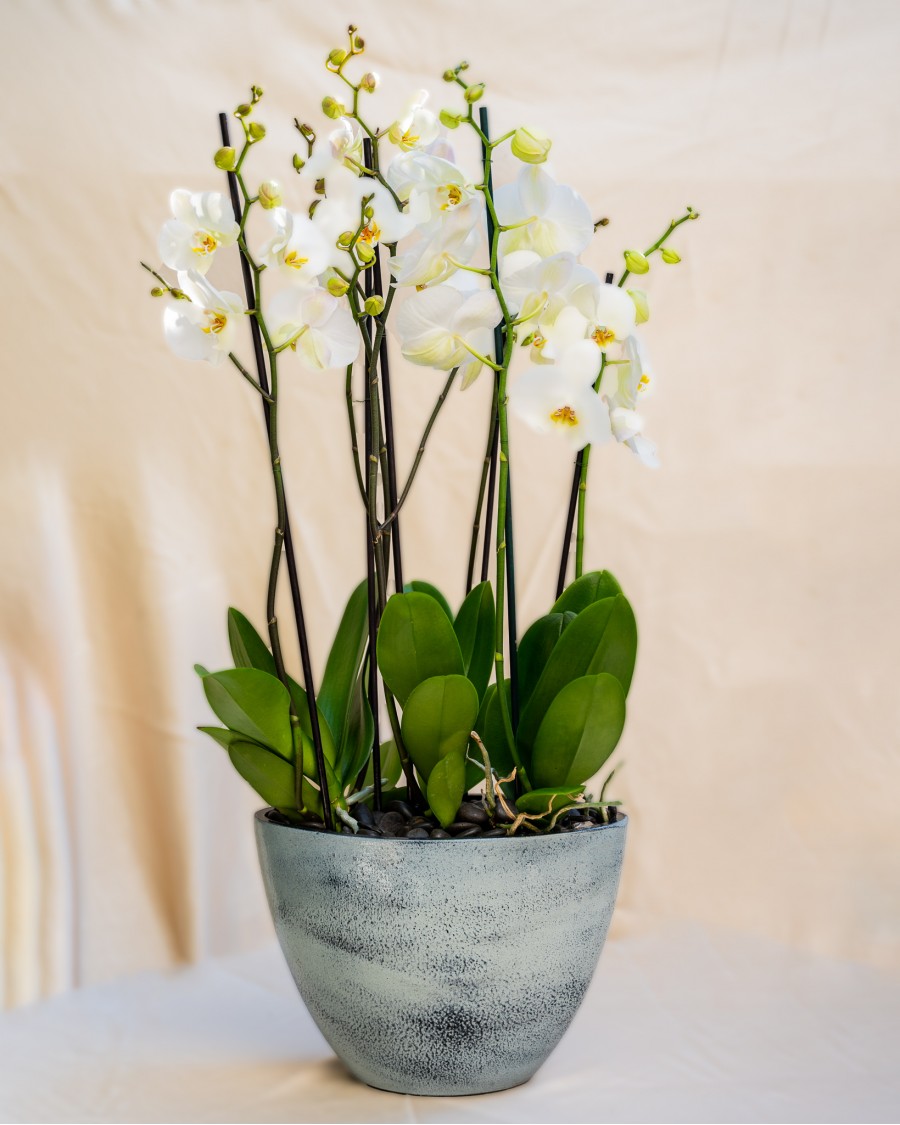Orchid in Handmade Ceramic Pot