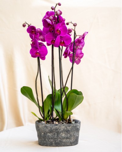 Purple Orchid in Handmade Ceramic Pot