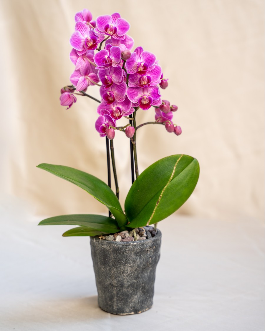 Purpler Mini Orchid in Handmade Ceramic Pot