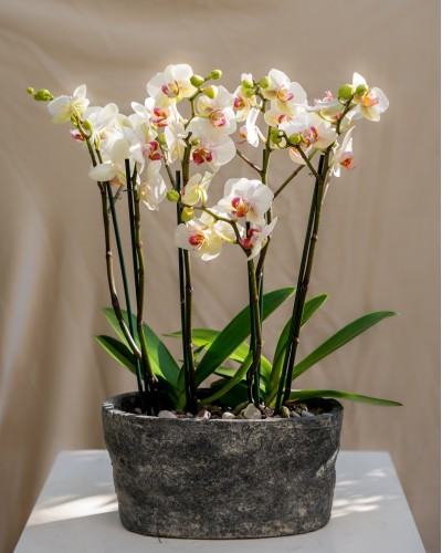 Mini Orchids in Handmade Ceramic Pot