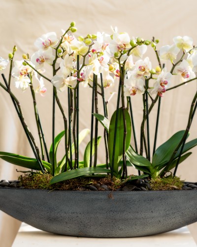 Garden of Mini Orchids in Handmade Ceramic Pot