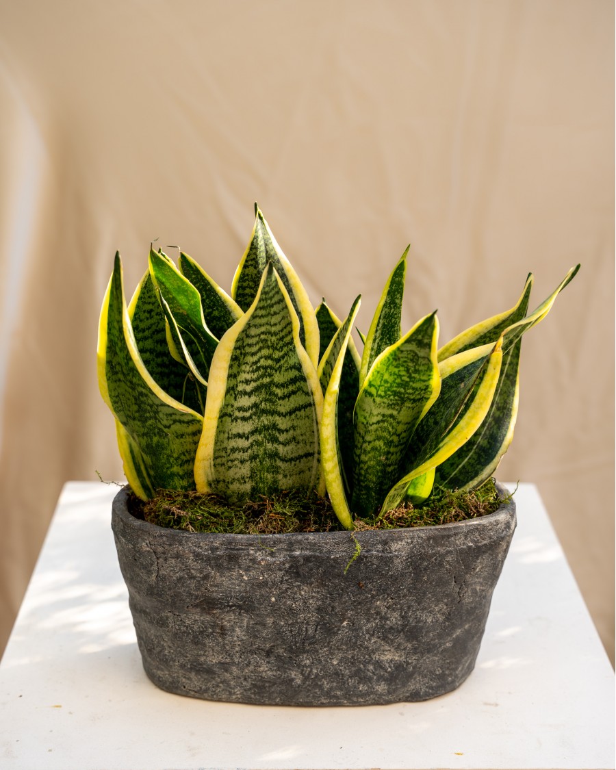 Snake Plant in Handmade Ceramic Pot