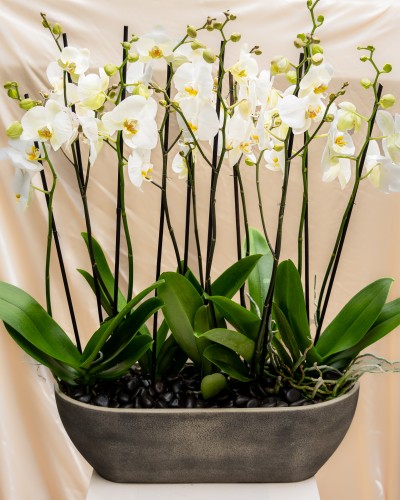 Garden Of White Orchids in Pot