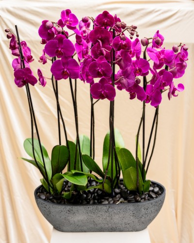 Garden of Purple Orchids in Pot