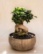 Bonsai Tree in Handmade Ceramic Pot