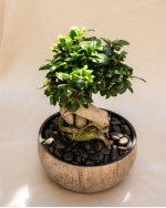 Bonsai Tree in Handmade Ceramic Pot