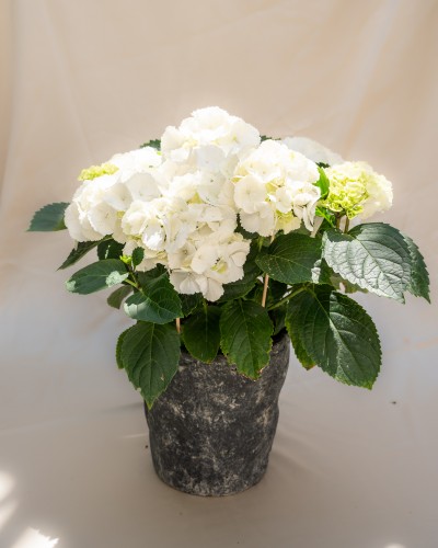White Hydrangea in Handmade Ceramic Pot