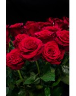 15 Red Ecuador Roses
