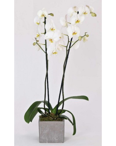 White Phalaenopsis in ceramic pot