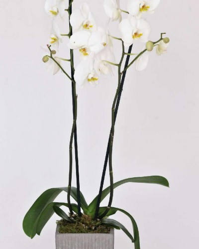 White Phalaenopsis in ceramic pot