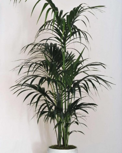 Kentia Palm in a ceramic pot
