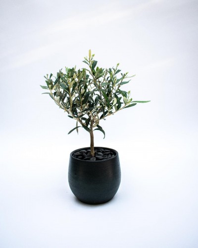 Mini Olive Tree in a handmade ceramic pot